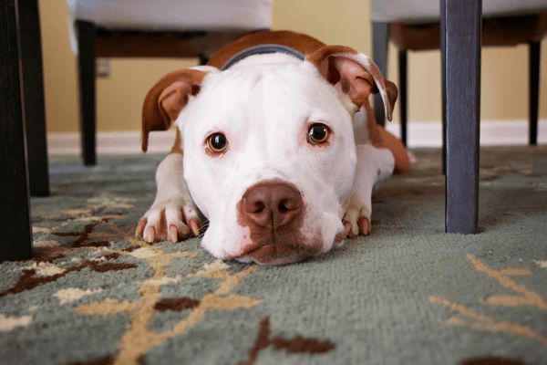 3 Oriental Rug Cleaning Challenges for Pet Owners - Modern Rug Importers