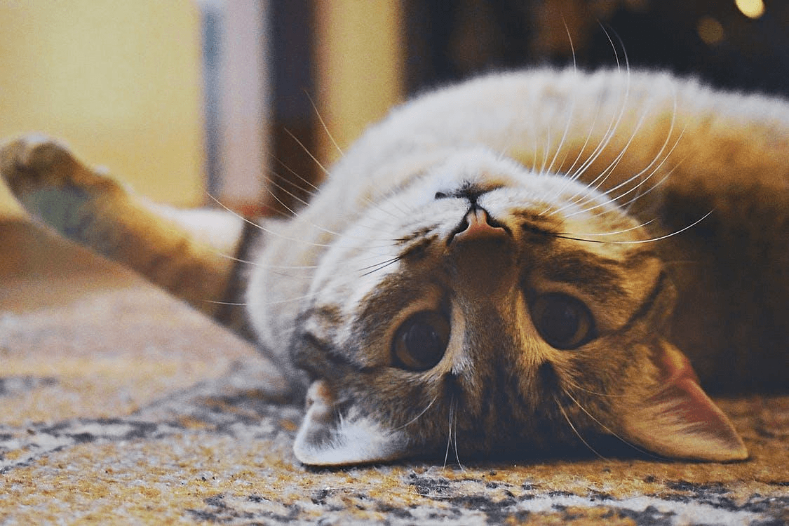 The Pet Owner’s Guide to Rug Care - Modern Rug Importers